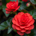 2 Bulbi de Begonia "Nonstop Red"