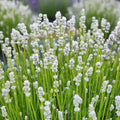 Lavandă "Hidcote White"