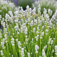 Lavandă "Hidcote White"