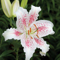 2 Bulbi de Crini - Lilium Brasilia