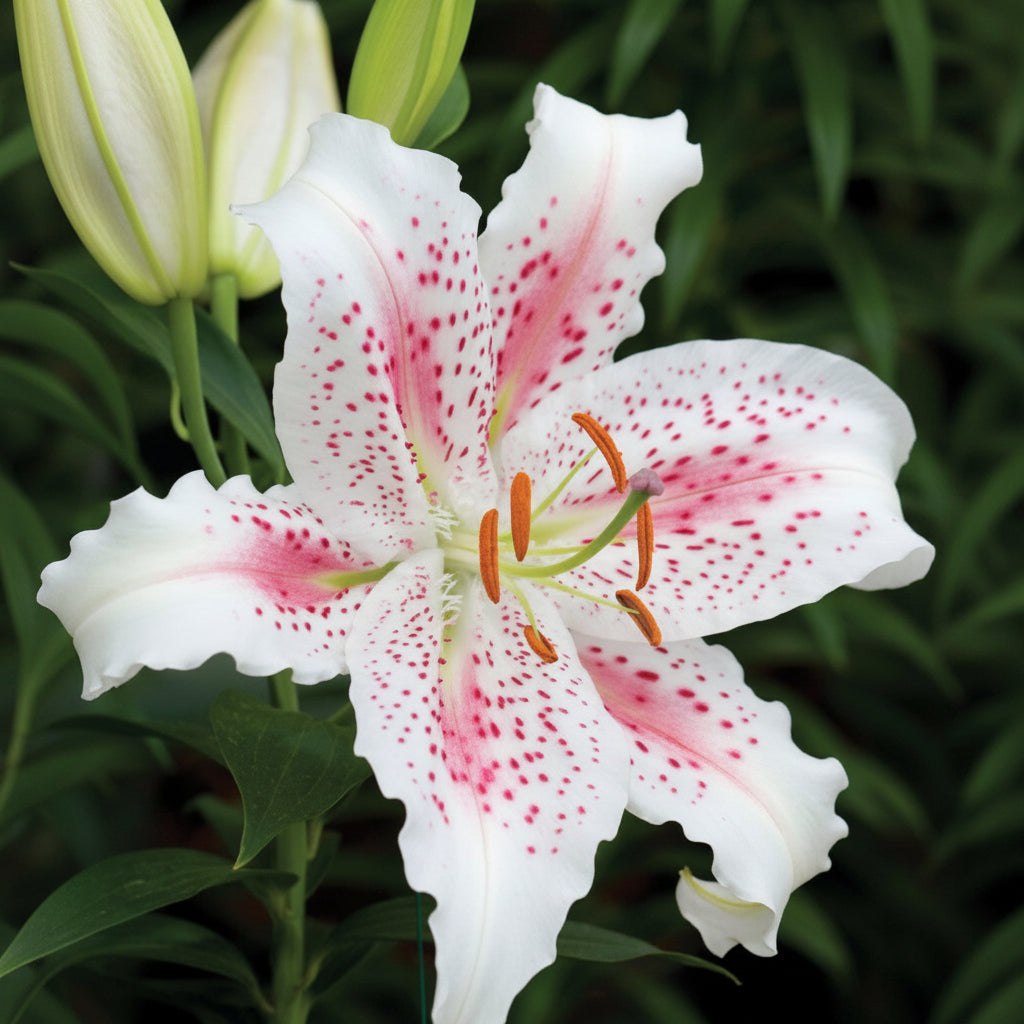 2 Bulbi de Crini - Lilium Brasilia