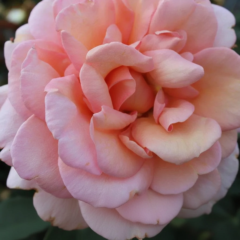 Floare de trandafir Belle de Seigneur de Delbard cu petale elegante
