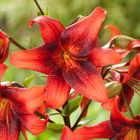 2 Bulbi de Crini - Lilium Strawberry Event