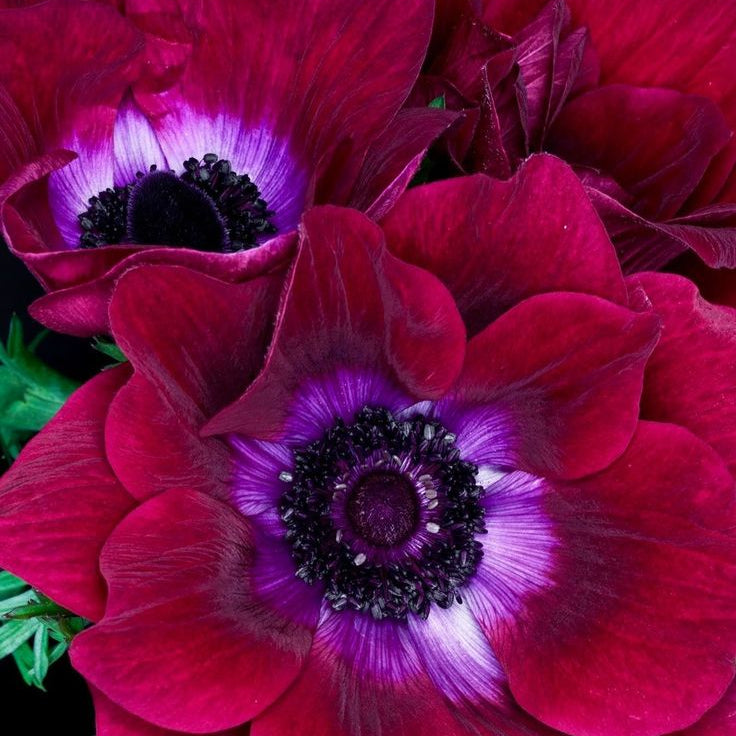10 Bulbi de Anemone "Wine Red"