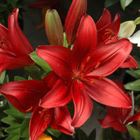2 Bulbi de Crini - Lilium Red County