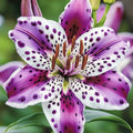 2 Bulbi de Crin - Lilium Amaray