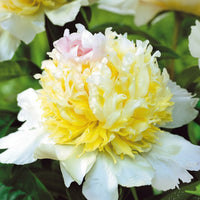 Bulbi Bujori - Paeonia Top Brass