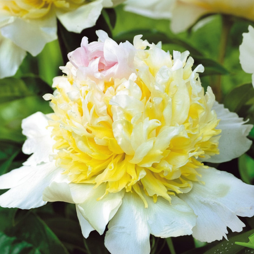 Bulbi Bujori - Paeonia Top Brass