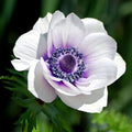 10 Bulbi de Anemone "The Bride"