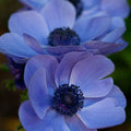 10 Bulbi de Anemone "De Caen Blue"