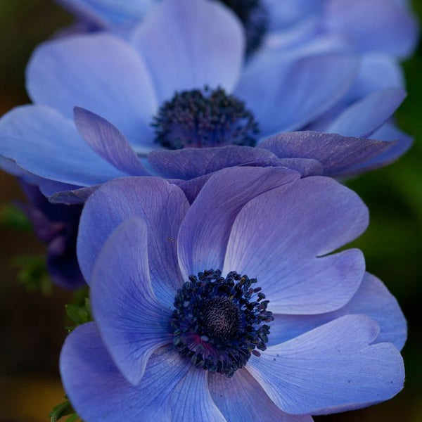 10 Bulbi de Anemone "De Caen Blue"