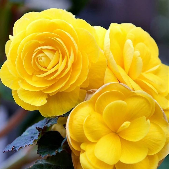 2 Bulbi de Begonia "Nonstop Yellow"
