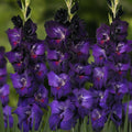 5 Bulbi de Gladiole - Belladonna