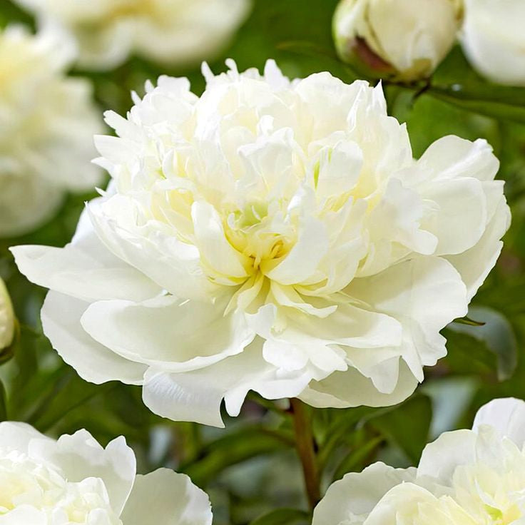 Bulbi Bujori - Paeonia Kelway's Glorious