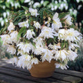 2 Bulbi de Begonia "Illumination White" Curgătoare