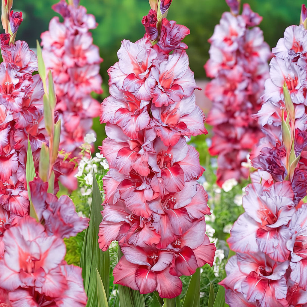 5 Bulbi de Gladiole - Liliana