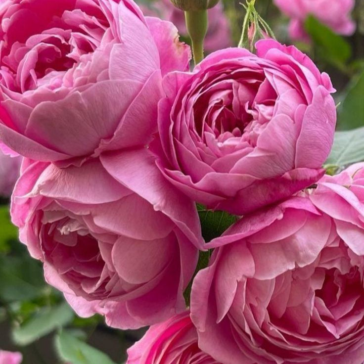 Bulbi Bujori - Paeonia Susie Q