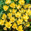 5 Bulbi de Brândușe "Crocus Romance"