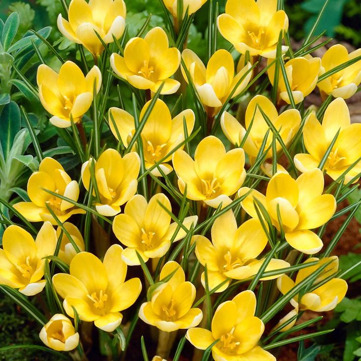 5 Bulbi de Brândușe "Crocus Romance"