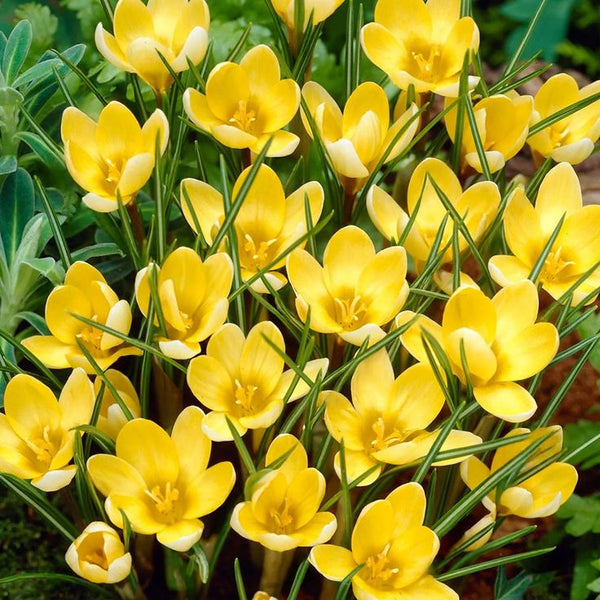 5 Bulbi de Brândușe "Crocus Romance"
