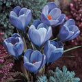 5 Bulbi de Brândușe "Crocus Grand Maître"