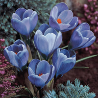 5 Bulbi de Brândușe "Crocus Grand Maître"
