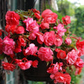 2 Bulbi de Begonia "Illumination Pink" Curgătoare