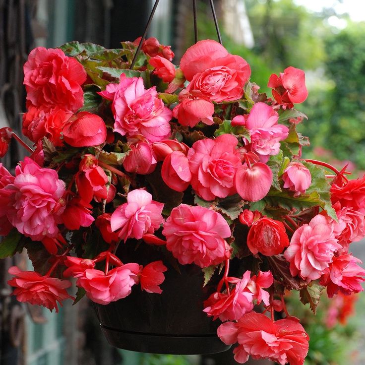 2 Bulbi de Begonia "Illumination Pink" Curgătoare