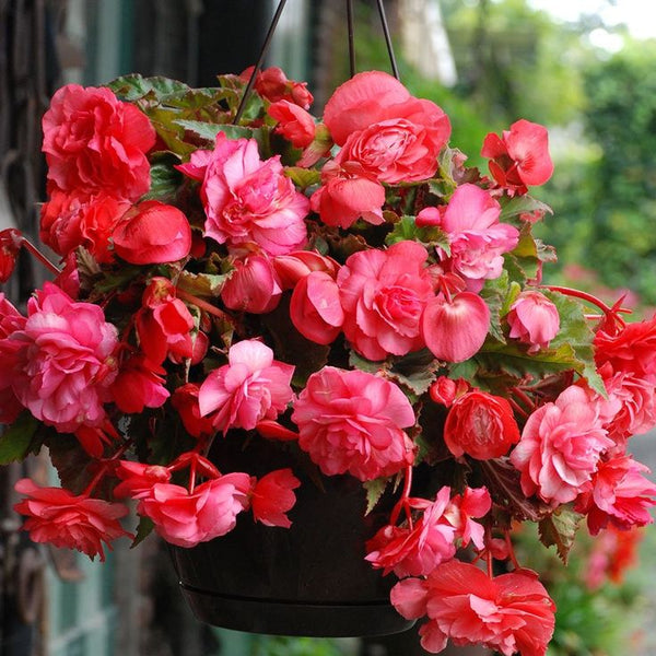 2 Bulbi de Begonia "Illumination Pink" Curgătoare