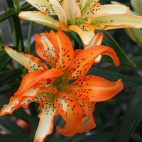 2 Bulbi de Crini - Lilium Must See