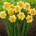 2 Bulbi Narcise - Narcissus Tahiti