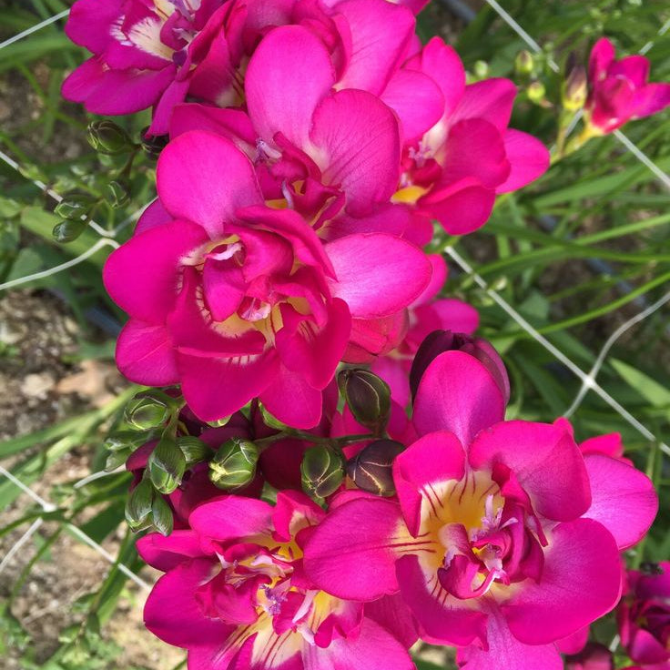 5 Bulbi de Frezie "Pink Attraction"