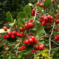 Aronia "Brilliantissima" - Soi Productiv
