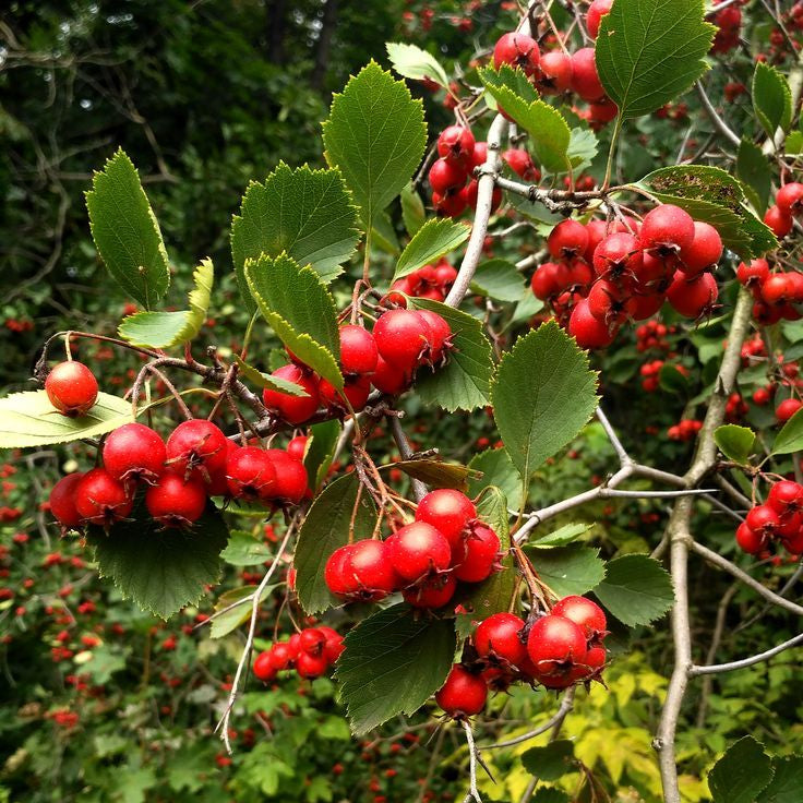 Aronia "Brilliantissima" - Soi Productiv
