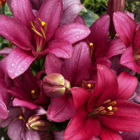 2 Bulbi de Crini - Lilium Gomera