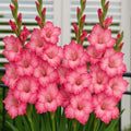 5 Bulbi de Gladiole - Katharine