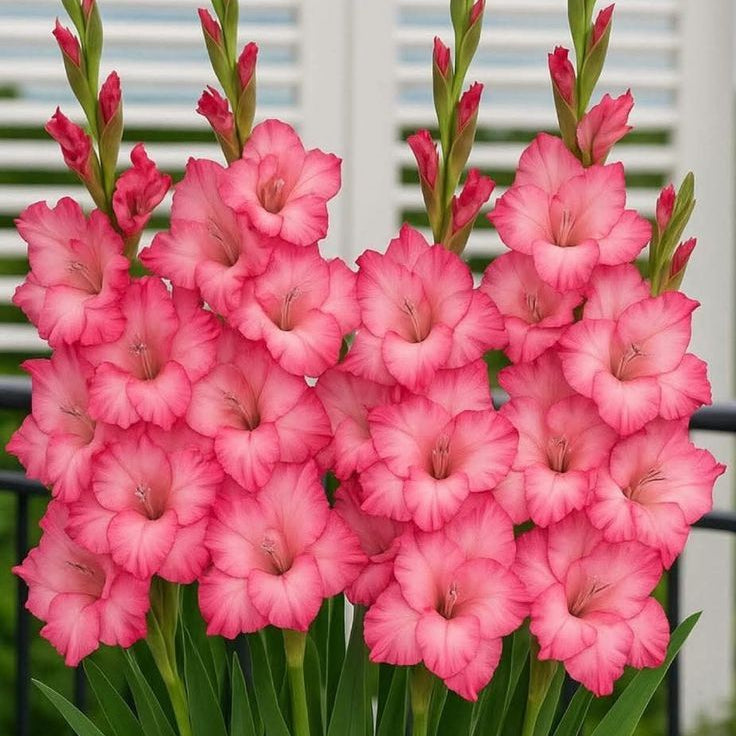 5 Bulbi de Gladiole - Katharine