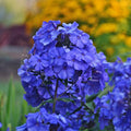 2 Bulbi de Brumărele - Phlox "Blue Paradise"