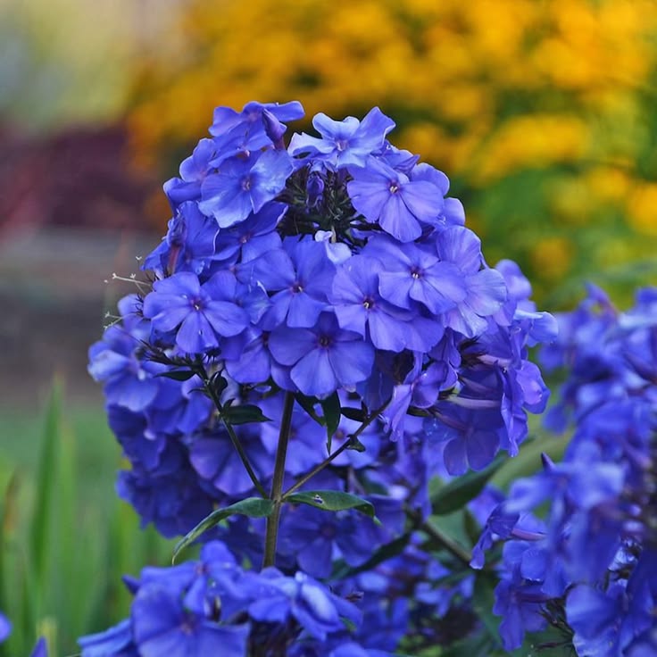 2 Bulbi de Brumărele - Phlox "Blue Paradise"