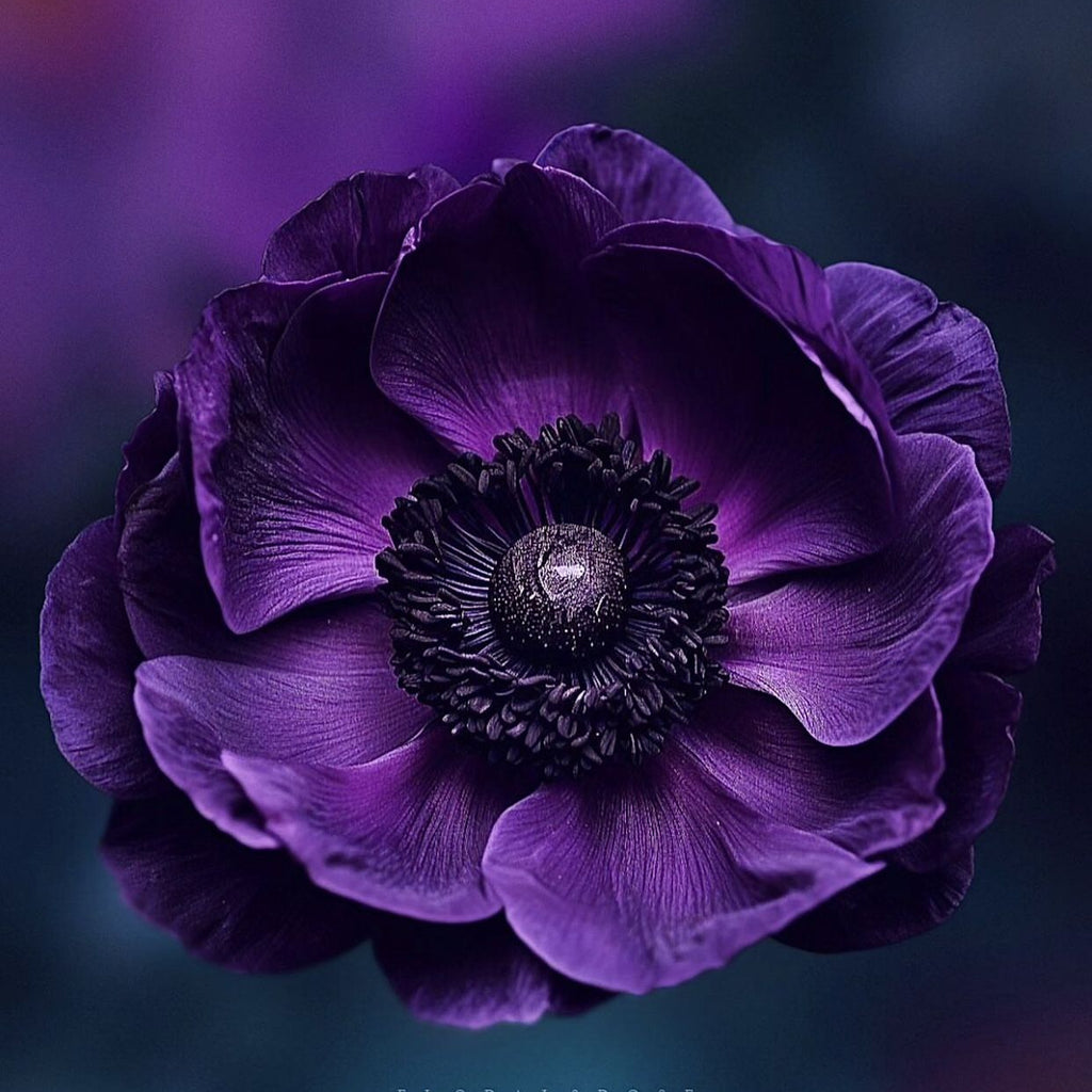 10 Bulbi de Anemone "Purple Queen"
