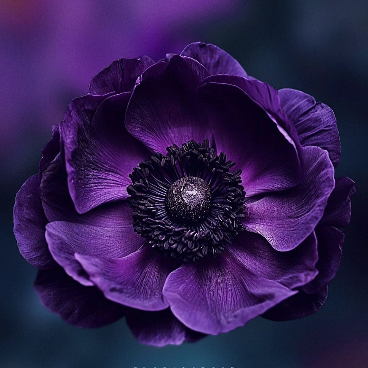 10 Bulbi de Anemone "Purple Queen"