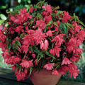 2 Bulbi de Begonia "Illumination Red" Curgătoare