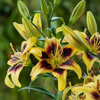 2 Bulbi de Crini - Lilium Pieton