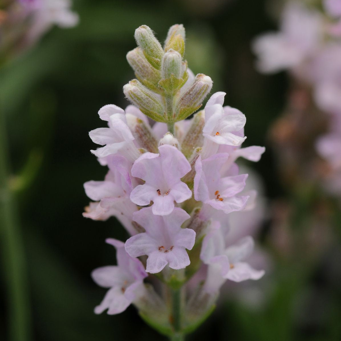 Lavandă "Ellagance Pink"