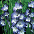 5 Bulbi de Gladiole - Elara