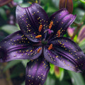 2 Bulbi de Crini - Lilium Passion Midnight