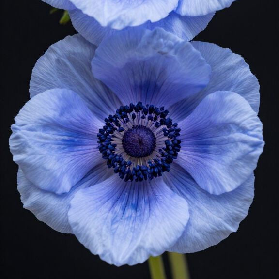 10 Bulbi de Anemone "De Caen Blue"
