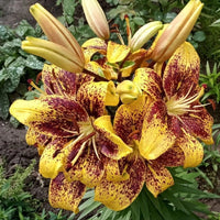 2 Bulbi de Crini - Lilium Golden Stone