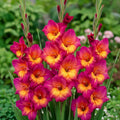 5 Bulbi de Gladiole - Flamenco