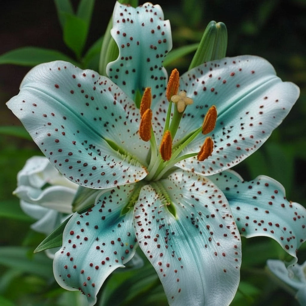 2 Bulbi de Crini - Lilium Iluvia